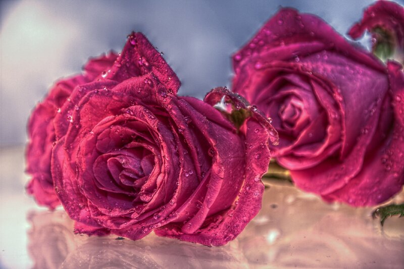 Purple Roses with Water Droplets — Dramatic