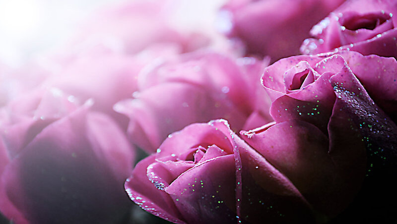 Purple Roses with Water Droplets — Pink