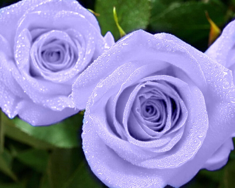 Purple Roses with Water Droplets — Serene