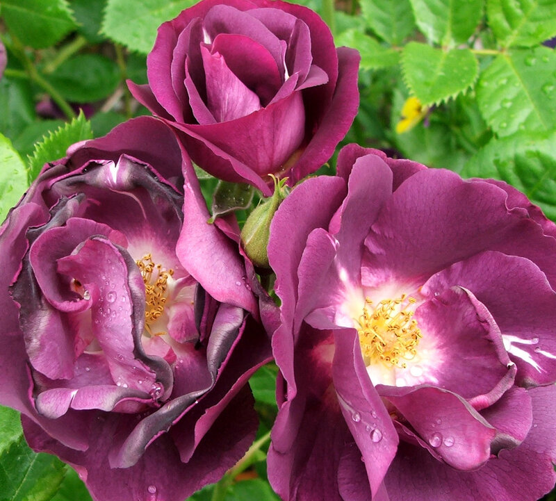 Purple roses with water droplets