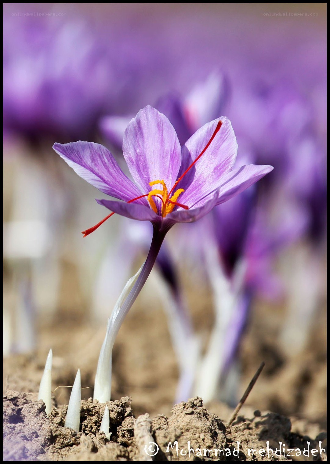purple saffron flower in bloom