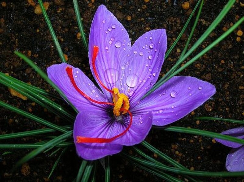 Purple Saffron Flower — Natural, Photograph