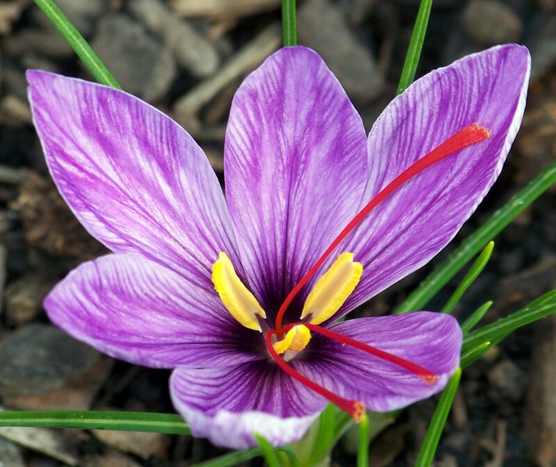 Purple Saffron Flower — Natural