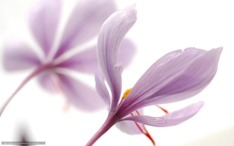 purple saffron flower