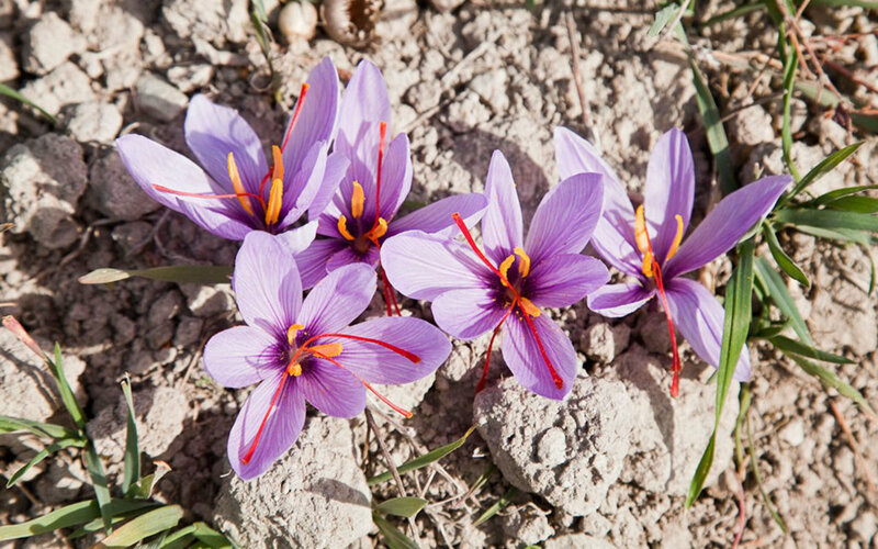 Purple Saffron Flowers