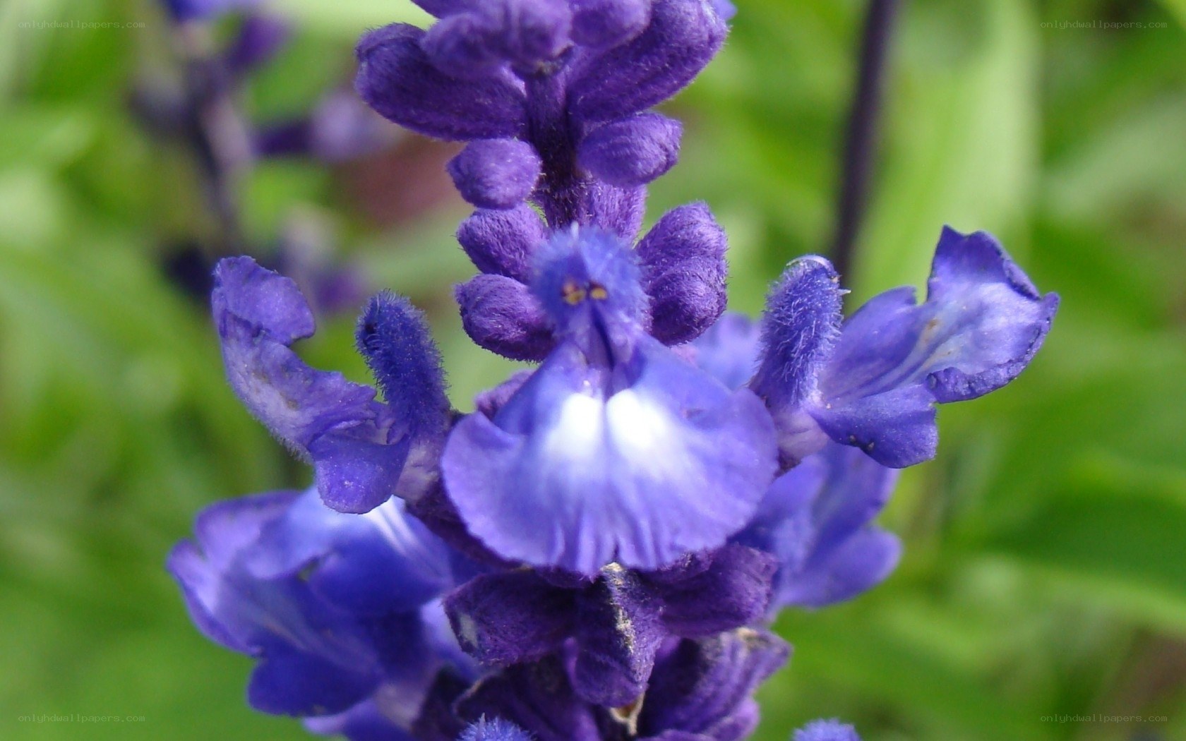purple sage flower close-up