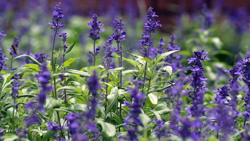 Purple Sage Flowers — Calm, Spring
