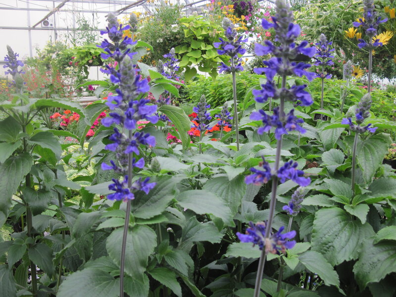 Purple Sage Flowers — Calm