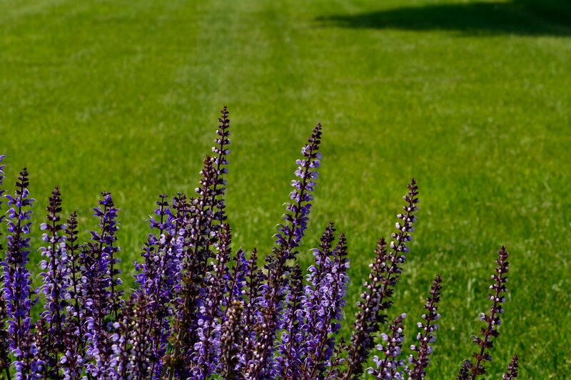 Purple Sage Flowers — Green