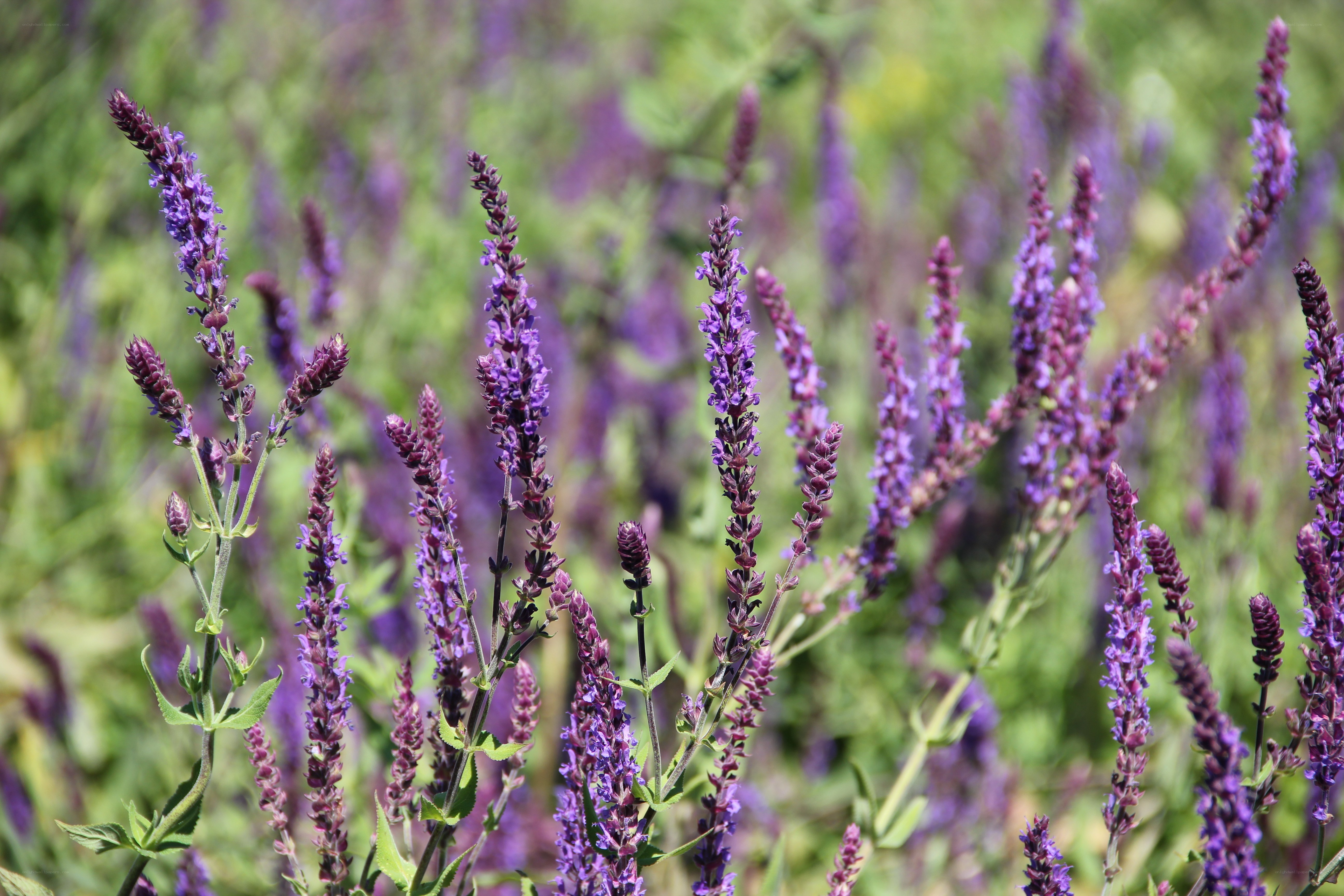 purple sage flowers in a field