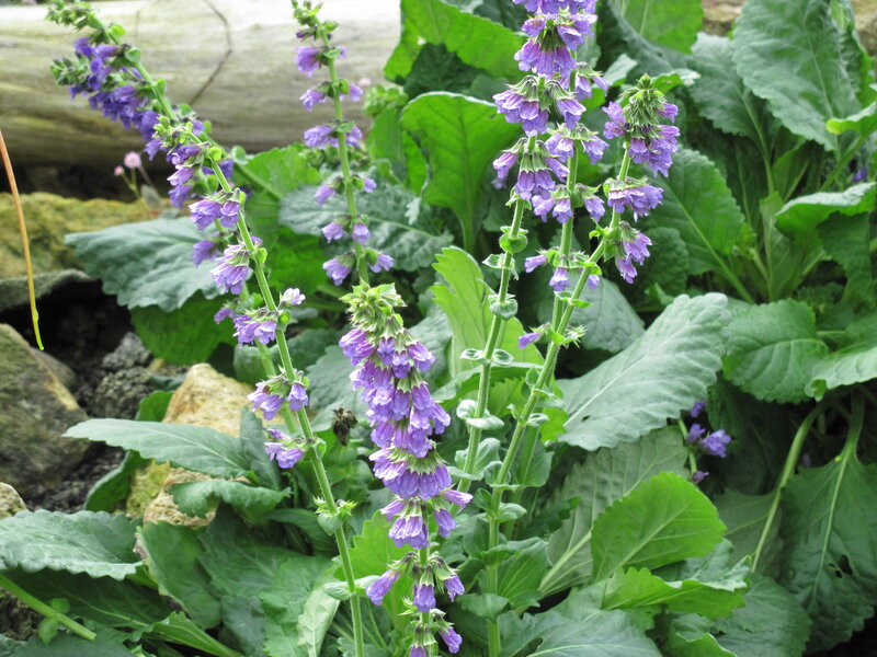 Purple Sage Flowers — Natural