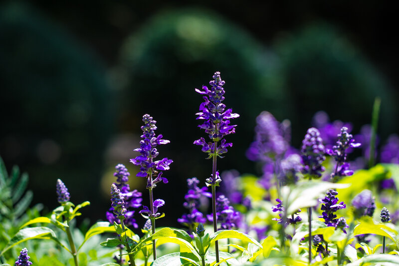 Purple Sage Flowers — Serene