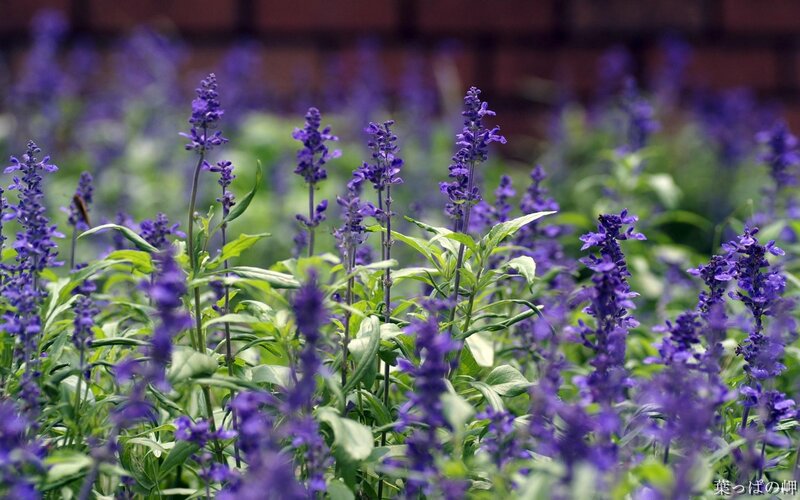 Purple Sage Flowers
