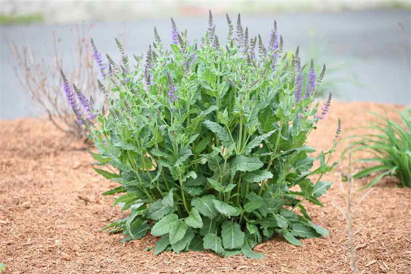 Purple Sage Plant