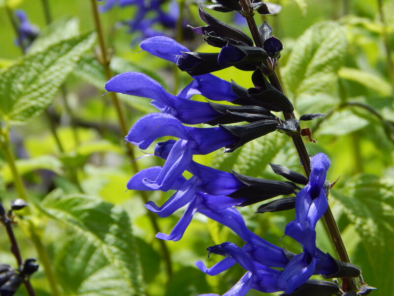 Purple Salvia Flowers — Blue
