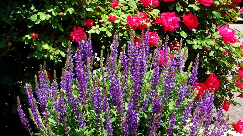 Purple Salvia Flowers — Bright, Afternoon
