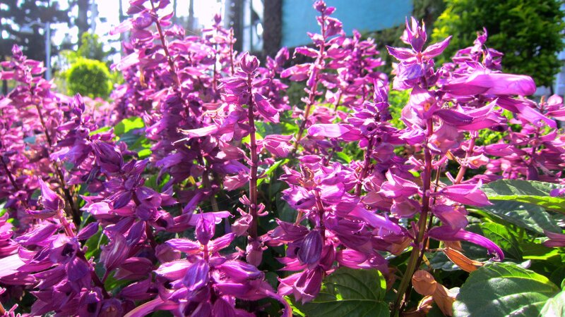 Purple Salvia Flowers — Bright