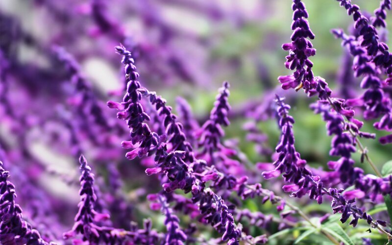 Purple Salvia Flowers — Calm, Afternoon
