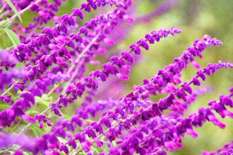 Purple Salvia Flowers — Calm, Summer, Photograph, Stems
