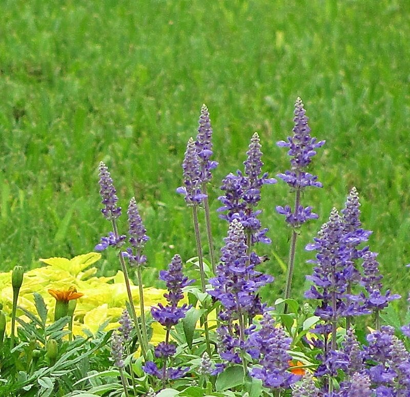 Purple Salvia Flowers — Calm, Summer, Photograph