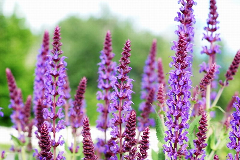 Purple Salvia Flowers — Calm