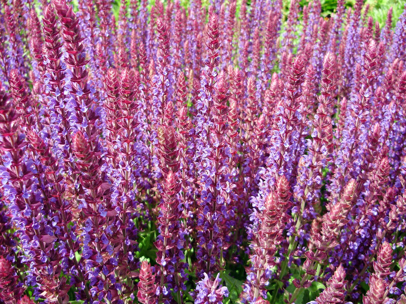purple salvia flowers in bloom