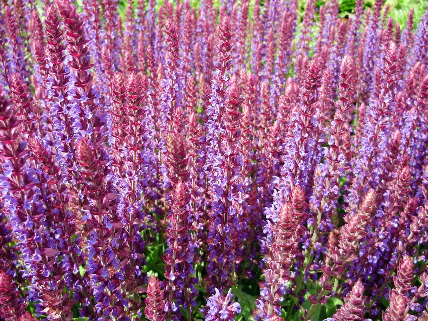 purple salvia flowers in bloom