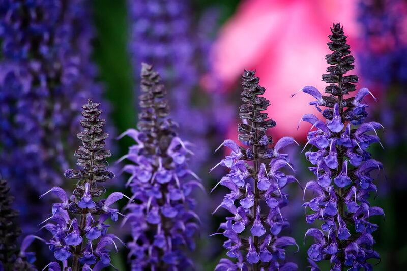 Purple Salvia Flowers — Serene, Afternoon, Photograph, Greenery