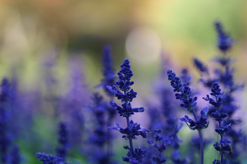 Purple Salvia Flowers — Serene, Afternoon, Photograph, Stems