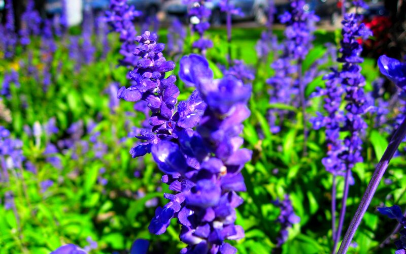 Purple Salvia Flowers — Serene, Afternoon