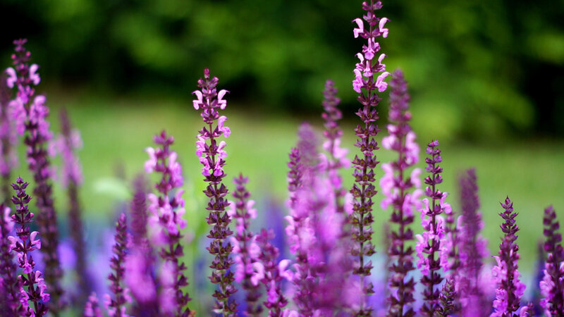 Purple Salvia Flowers — Serene, Summer