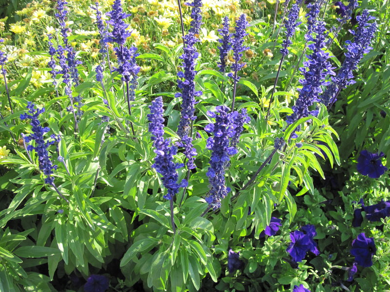 Purple Salvia Flowers — Serene