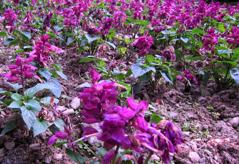 Purple Salvia Flowers