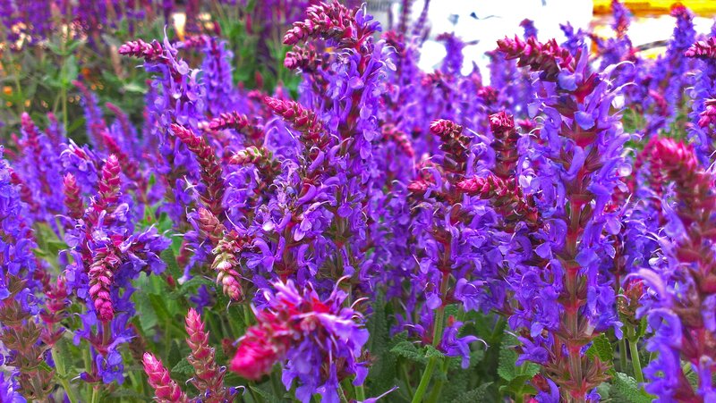 Purple Salvia Flowers — Vibrant