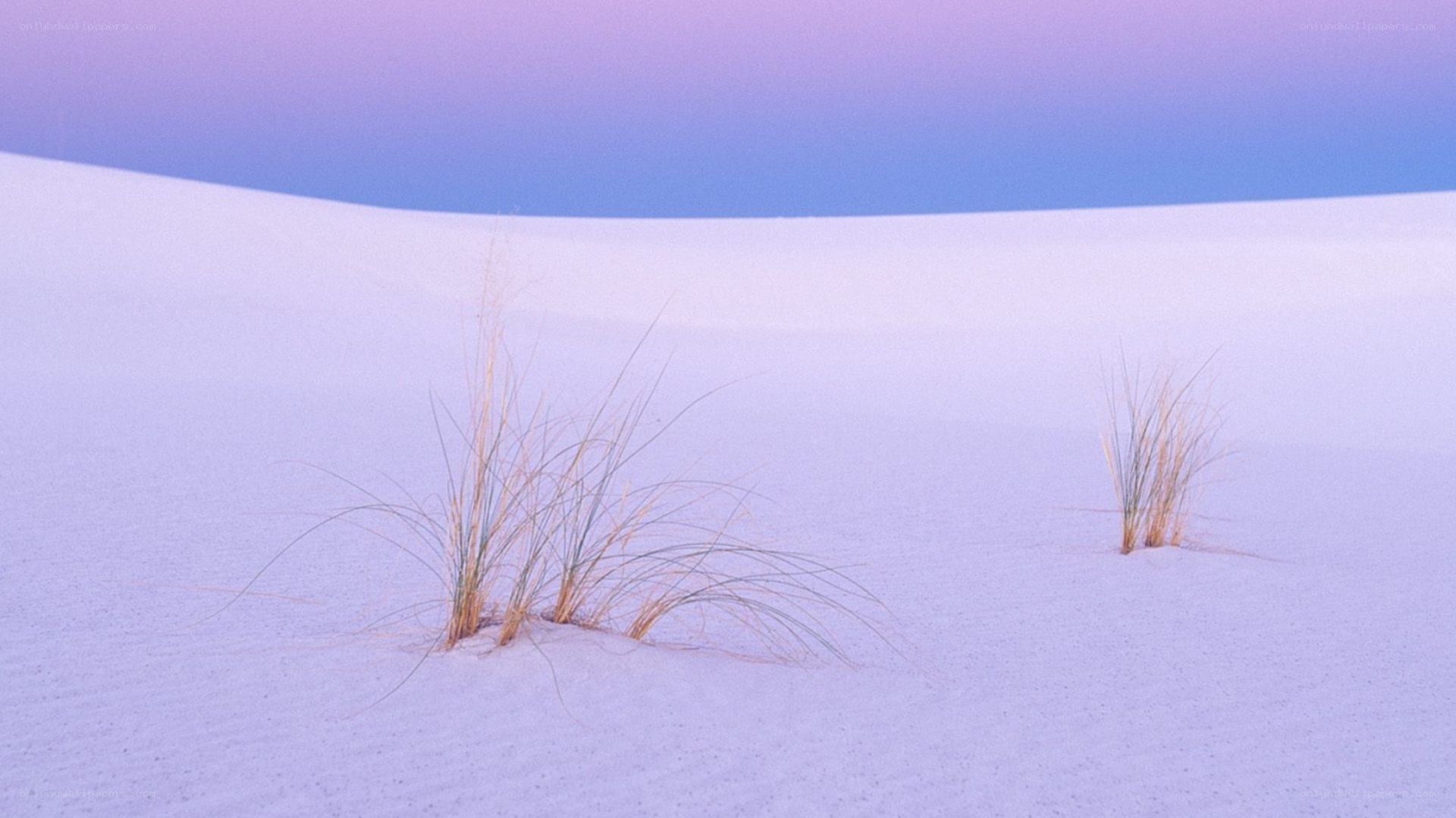 Purple sand dunes with grass