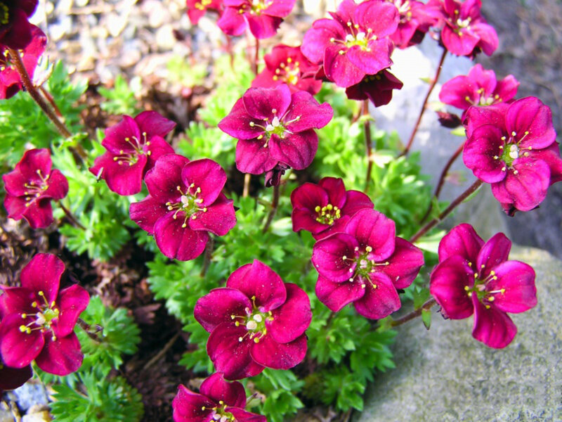 Purple Saxifrage Flowers — Natural