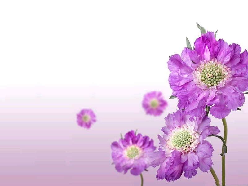 Purple Scabiosa Flowers — Calm