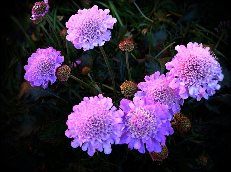 purple scabiosa flowers