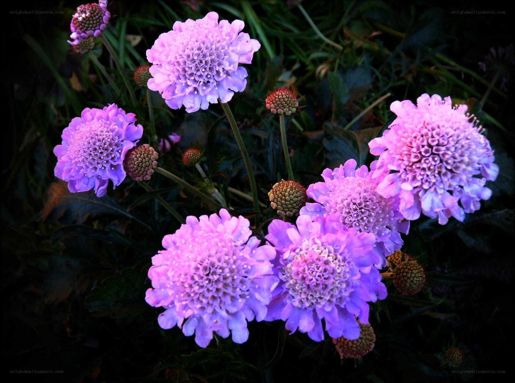 purple scabiosa flowers