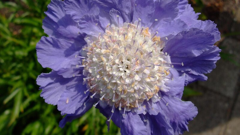 Purple Scabious Flower — Calm, Afternoon