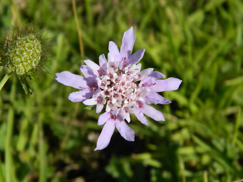 Purple Scabious Flower — Calm