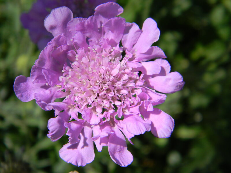 Purple Scabious Flower