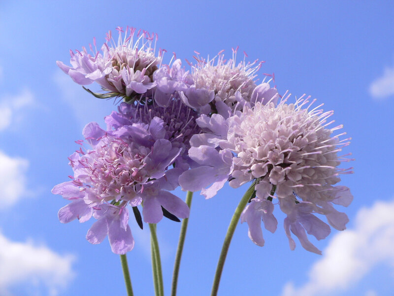 purple scabious flowers against blue sky