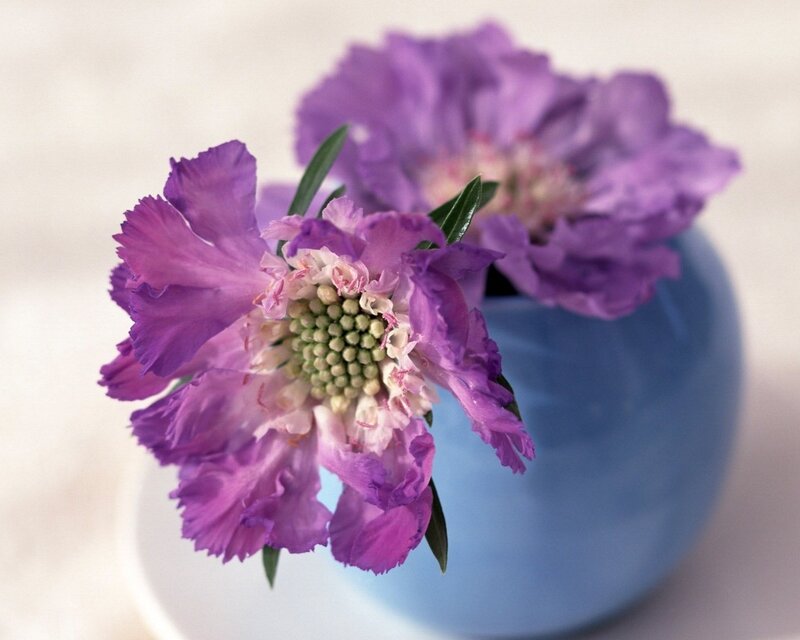 Purple Scabious Flowers — Calm, Photograph