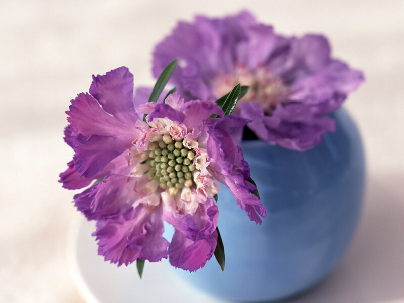 Purple Scabious Flowers — Calm