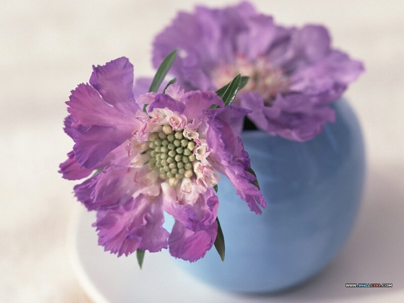 Purple Scabious Flowers — Serene