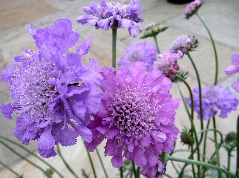 purple scabious flowers