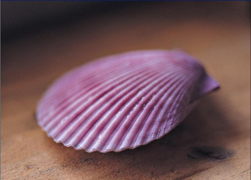 Purple scallop shell
