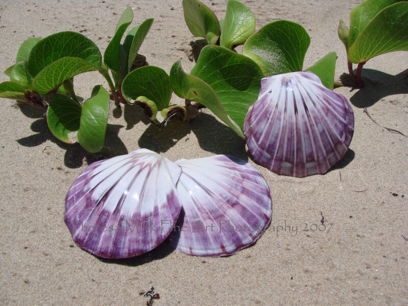 Purple Scallop Shells