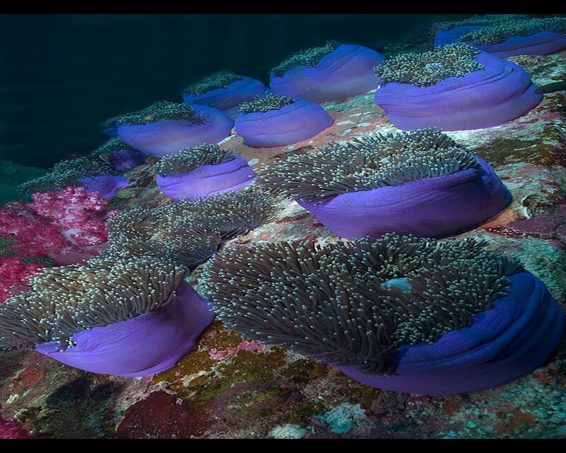 Purple Sea Anemones — Serene